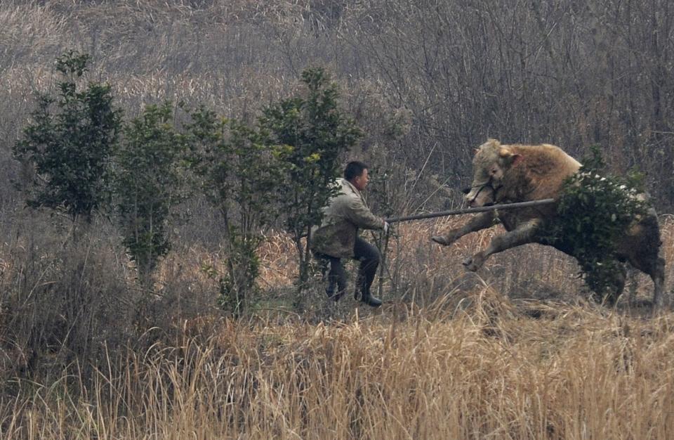 A cow, which escaped from a truck, attacks a farmer trying to catch it in Liangdun