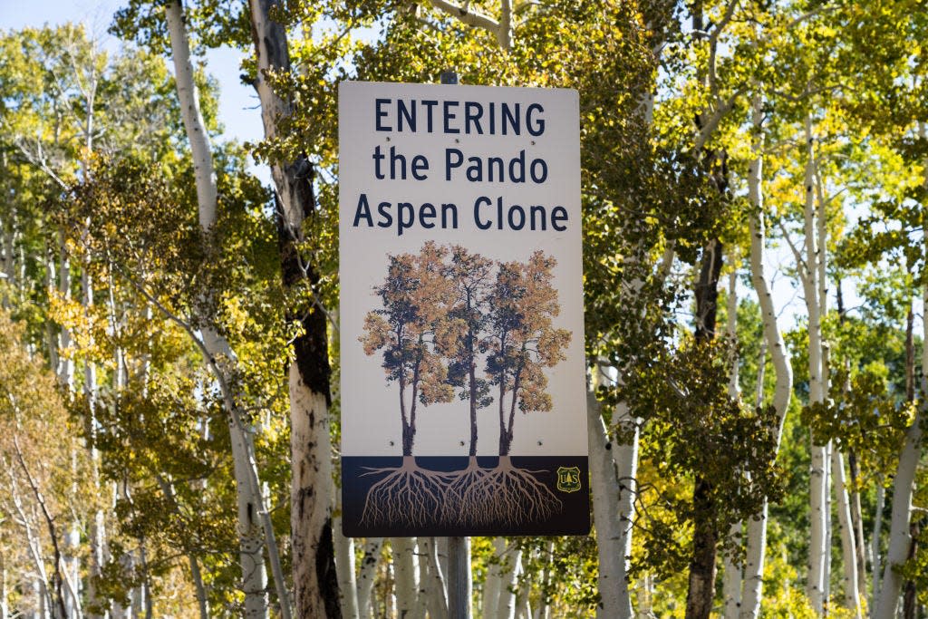 Sign stating "Entering: the Pando Aspen Clone"