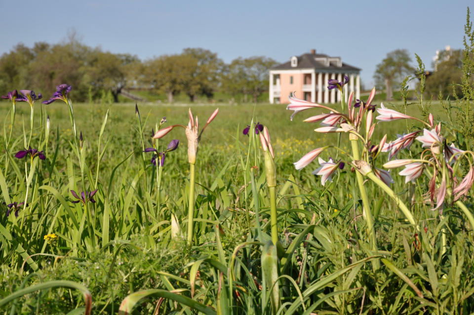CORRECTS BUILDING IN BACKGROUND This March 29, 2021, photo, provided by Paul Christiansen, shows white crinum lilies, which originally came from Africa, and purple Louisiana iris on the location of the Battle of New Orleans and of the small historic Black neighborhood of Fazendeville, founded around 1870 and torn down in the mid-1960s to join two parts of a national park in Chalmette, La. The Malus-Beauregard House is in the background. (Paul Christiansen via AP) (Paul Christiansen via AP)