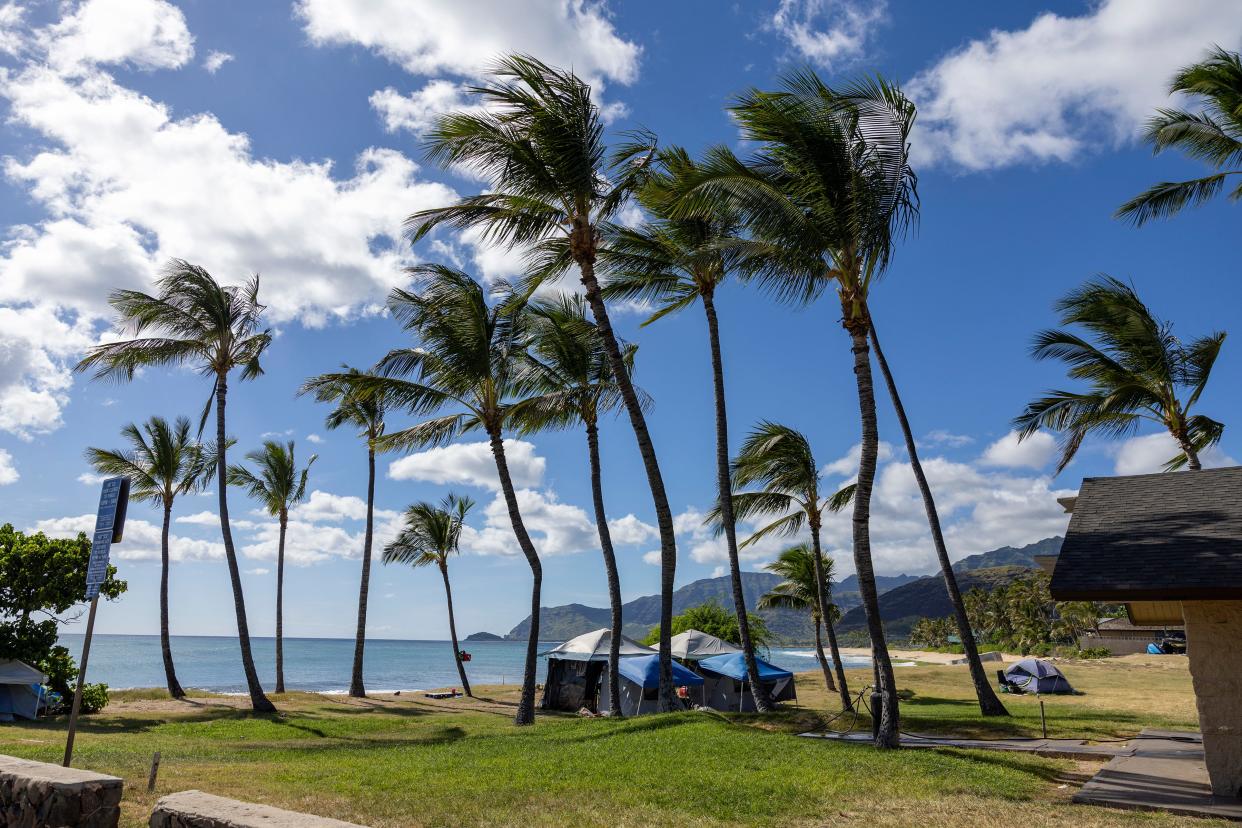 Tents set up by Hawaii's unhoused population sit under palm trees at a beach in Waianae, Hawaii. June 13, 2024