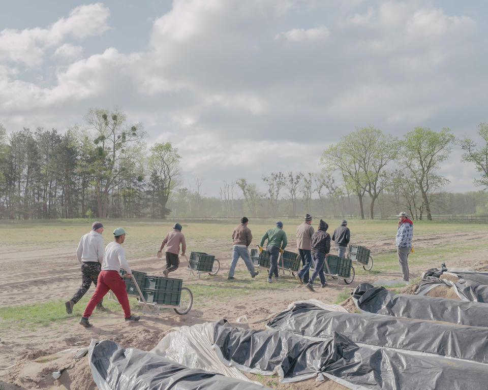 Romanian seasonal workers, who came to Germany before the entry ban, work on an asparagus plantation near Staffelde on April 25. Despite the entry ban, the government has allowed 40,000 foreign harvest workers to come to Germany in April and another 40,000 May, in order to help plug the huge deficit of workers available. Around 100,000 foreign harvest workers are needed until the end of May. | Ingmar Björn Nolting—DOCKS Collective