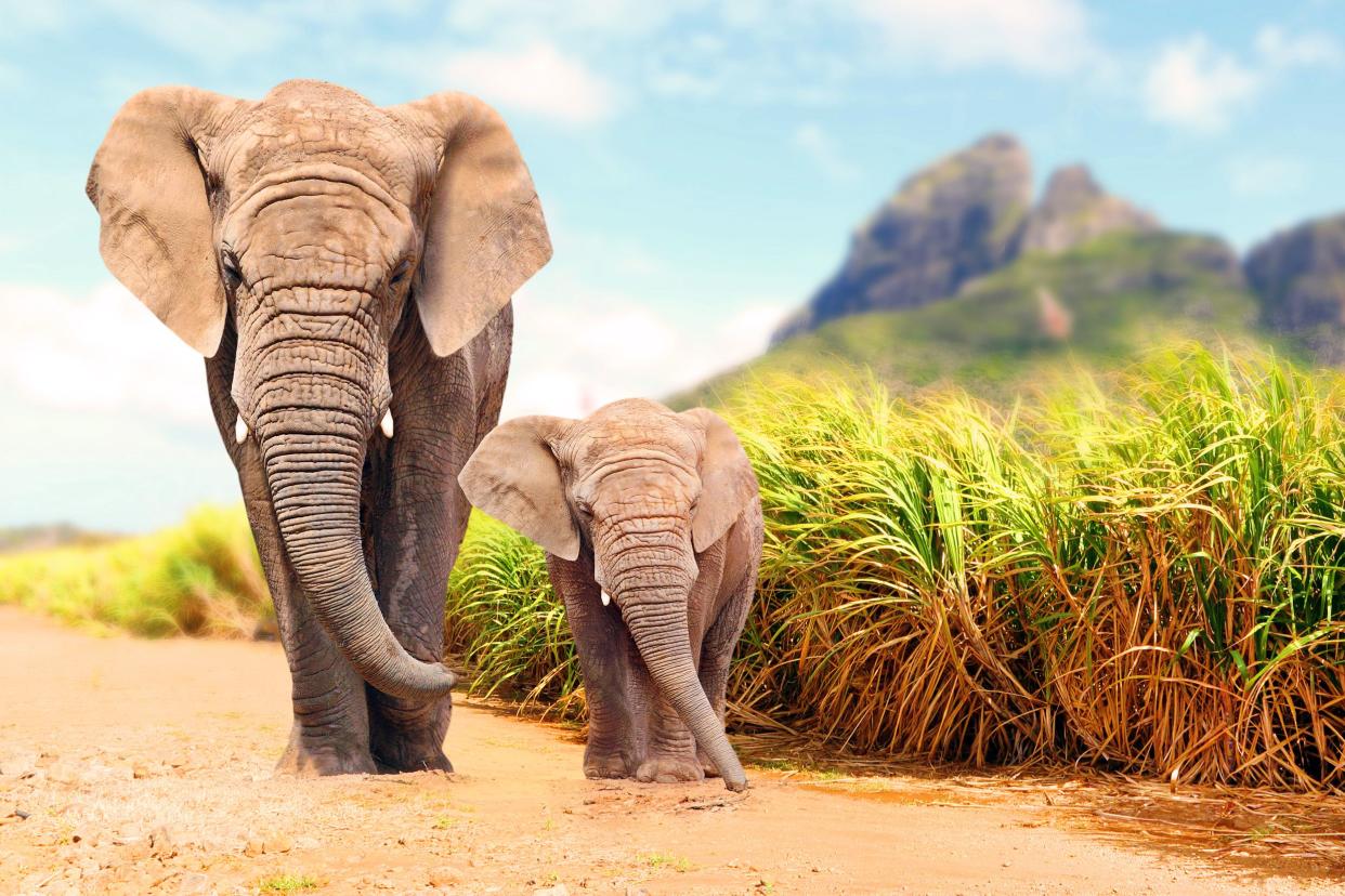 African Bush Elephants in Kruger National Park, South Africa