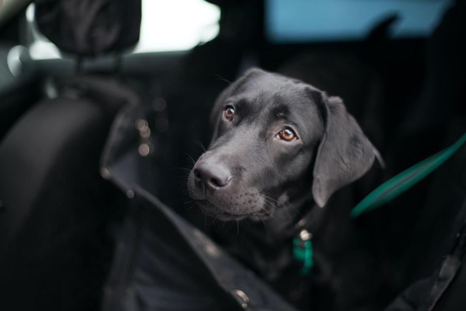 black labrador