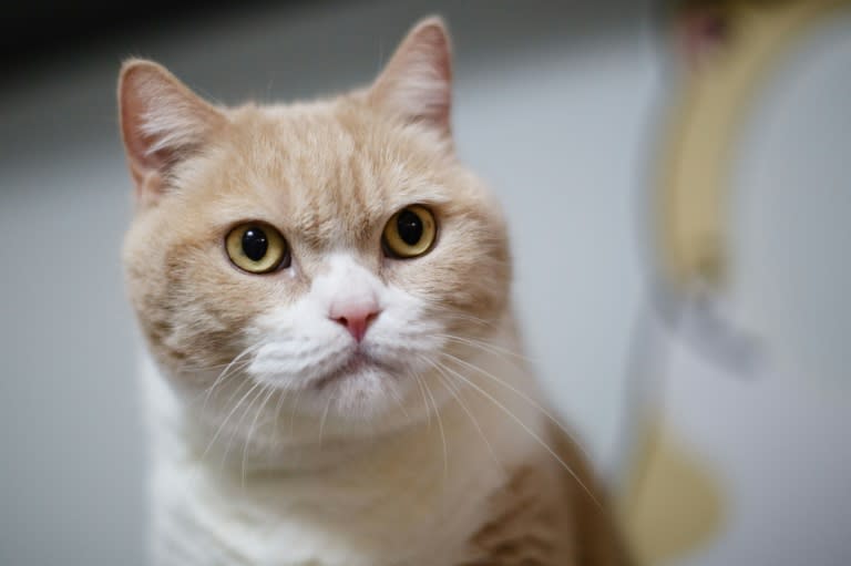 Hong Kong cat "Cream Brother": the British Shorthair has nearly 200,000 followers on Facebook and draws masses of fans