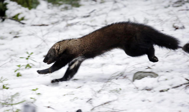 Fisher spotted southwest of Estevan 