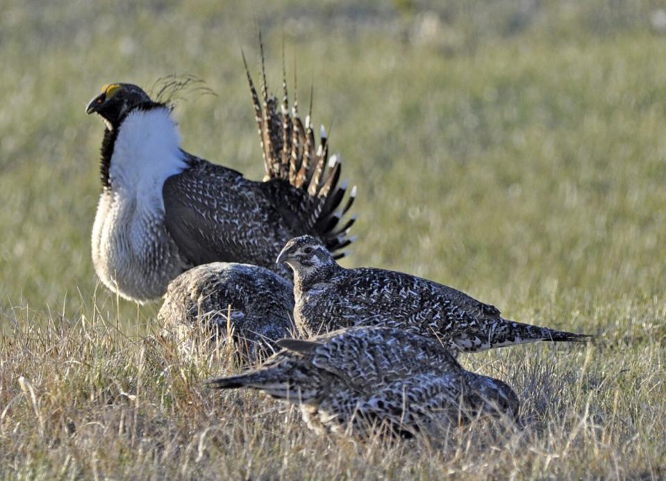 Sage grouse stand in a filed.