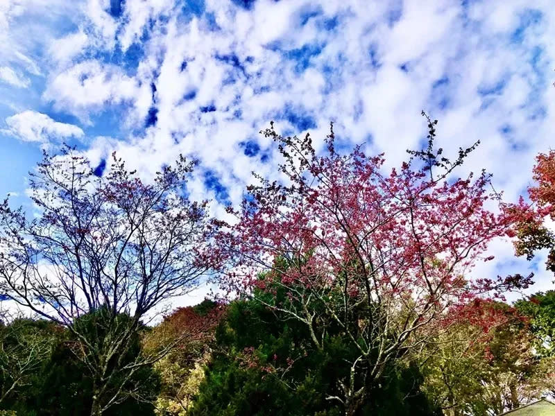 <strong>大雪山35K收費站的山櫻花已搶先開花。（圖／林業及自然保育署台中分署提供）</strong>