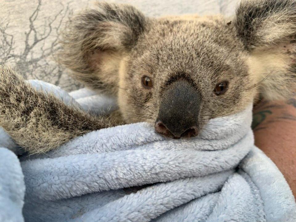 Maryanne the koala is one the road to recovery after suffering severe burns on her feet shortly before Christmas. (WWF Australia)