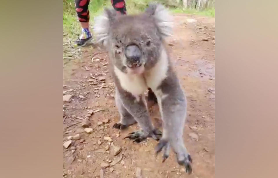 The thirsty critter was spotted about half-way along the 50km marathon course, held at the Cleland Wildlife Park, in the Adelaide Hills. Source: Mark Cameron-Smith