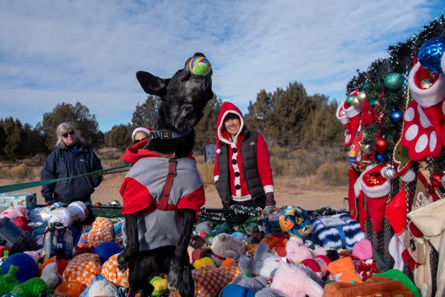 <p>Best Friends Animal Society</p> Watch Shelter Dogs Open Christmas Presents from Santa’s Sleigh in Adorable Photos