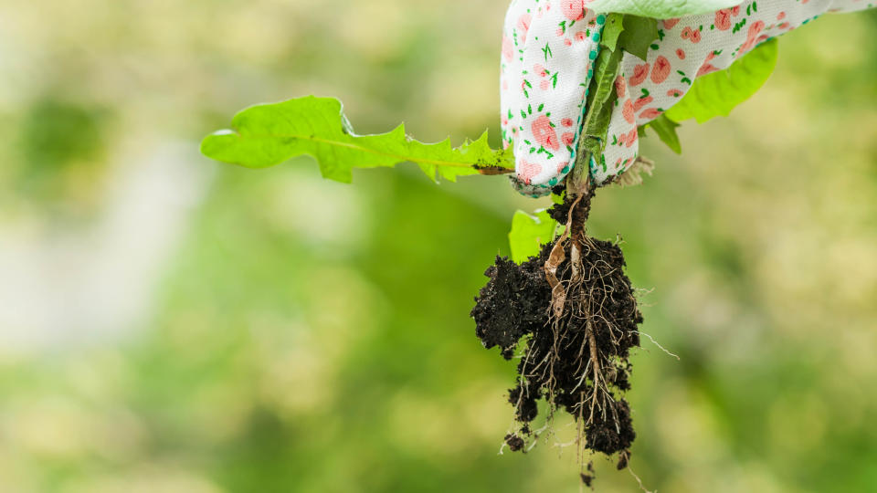 A weed fully removed from the ground with its roots showing