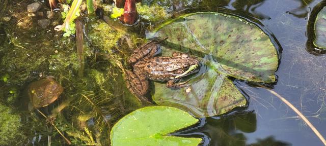 So remarkable to find a tiny little frog hiding in the Arum Lilly's we have  just planted. Also known as a reed frog. They are only found…