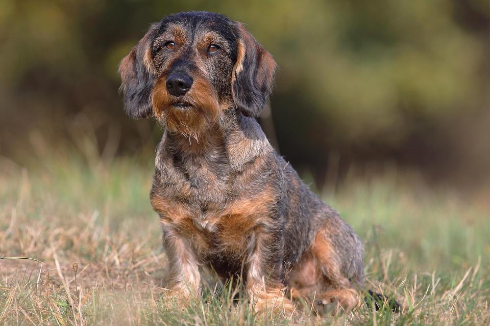 Wire-haired Dachshund male sits in the grass, Germany