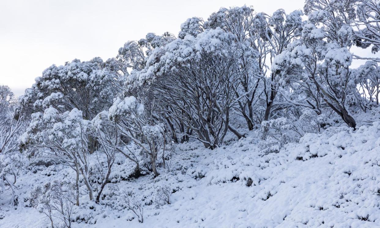 <span>Snow is forecast to fall in the alpine areas of NSW and Victoria as a cold front moves across Australia’s south and east.</span><span>Photograph: Perisher</span>