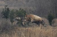 A cow, which escaped from a truck, attacks a farmer trying to catch it in Liangdun village of Nangang township, Anhui province December 15, 2013. The 700 kilogram (1,543 lb) cow attacked several farmers before being shot dead by policemen, local media reported. Picture taken December 15, 2013. REUTERS/China Daily (CHINA - Tags: ANIMALS SOCIETY TPX IMAGES OF THE DAY) CHINA OUT. NO COMMERCIAL OR EDITORIAL SALES IN CHINA