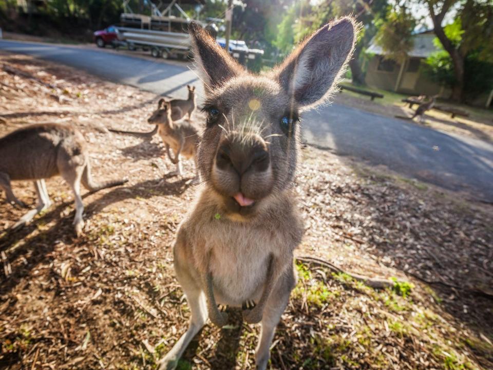 A kangaroo near Melbourne, Australia.