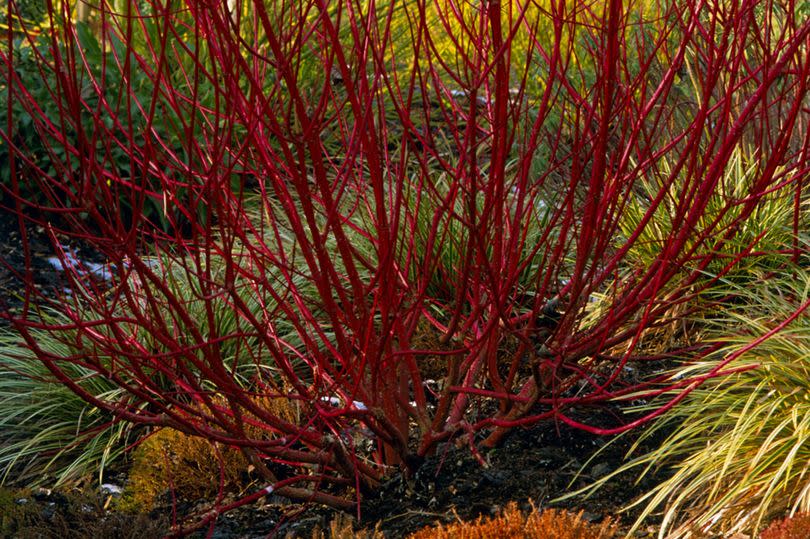 Cornus alba 'sibirica' (Dogwood)