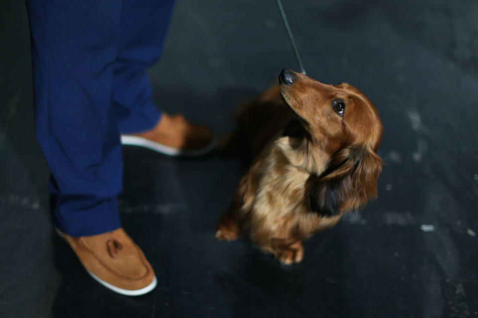 A Long Haired Dachshund at the Birmingham National Exhibition Centre (NEC) for the second day of the Crufts Dog Show (Picture: PA)