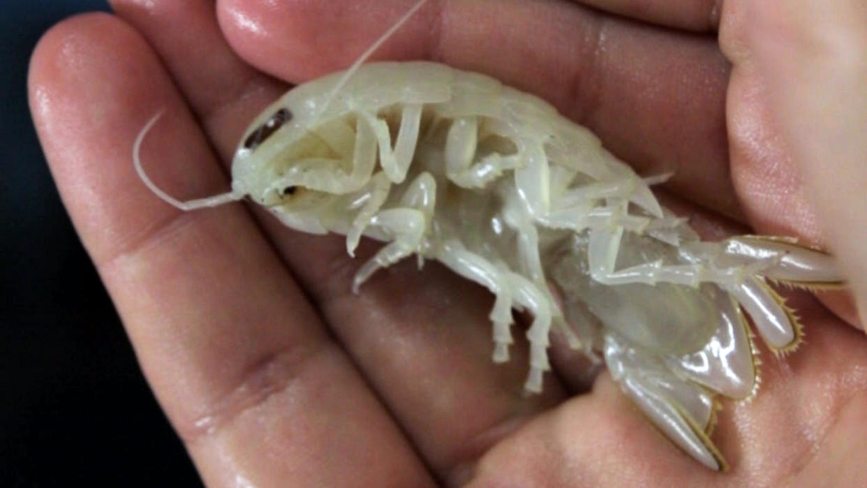  A large pale yellow isopod lays in the palm of a persons hands. 