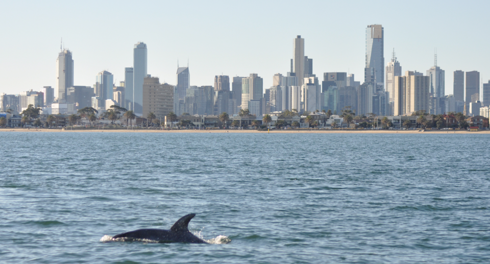 A dolphin swimming in Port Phillip Bay with Melbourne's skyscrapers in the distance.