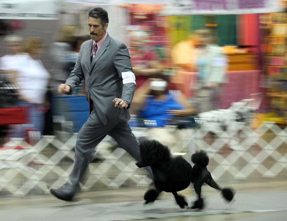 Dan Giles of Lady Lake competes with Dalton, a miniature Poodle, during the 2013 Greater Fort Myers Dog Club dog show at the Lee Civic Center.