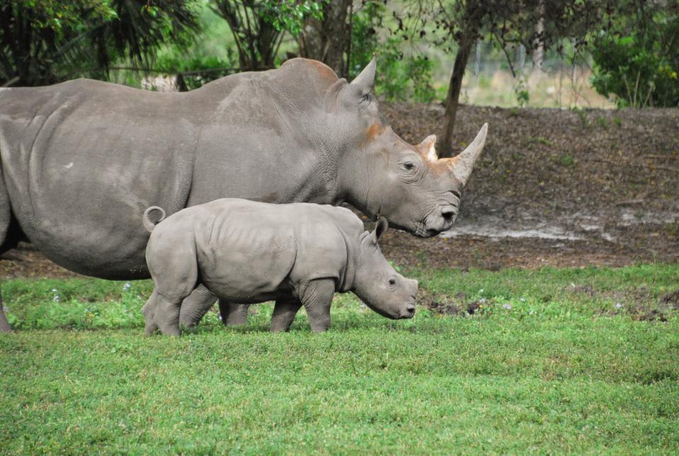 Tabitha and her mother Laini roam the Hwange National Park section of Lion Country Safari.