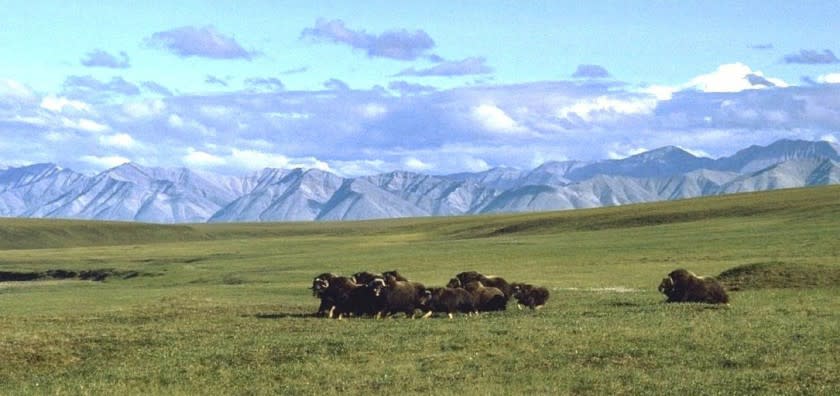 A small herd of musk oxen in the "1002" area of the refuge's coastal plain.