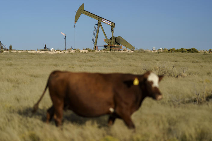 A cow walks through a field as an oil pumpjack and a flare burning off methane and other hydrocarbons stand in the background in the Permian Basin in Jal, N.M., Thursday, Oct. 14, 2021. (AP Photo/David Goldman)
