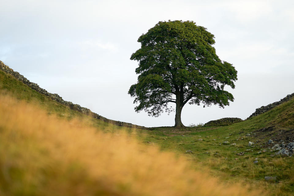 The Sycamore Gap tree on Hadrian’s Wall was thought to be more than 300 year's old. (Getty Images)