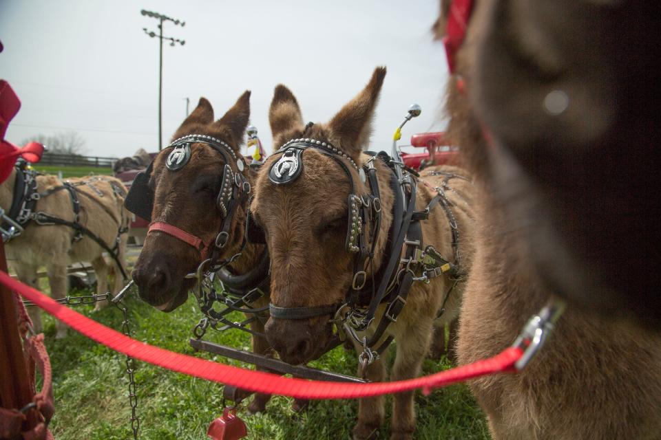 Miniature mules wait to compete in the Mule Day Mini Mania Show in the Old Arena in the Maury County Park on Thursday April 4, 2018.