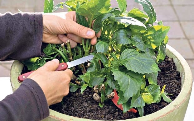 If one takes cuttings in April and May, it will produce faster growing, stronger plants, but flower slightly later - Gap Gardens 