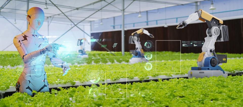 Robots harvesting at an organic farm with fully automated artificial intelligence and virtual control. <a href="https://www.gettyimages.com/detail/photo/robot-and-robot-arms-in-agricultural-industry-royalty-free-image/1353171847?phrase=high%2Btech%2Bartificial%2Bintelligence" rel="nofollow noopener" target="_blank" data-ylk="slk:Thinkhubstudio/Getty Images;elm:context_link;itc:0;sec:content-canvas" class="link ">Thinkhubstudio/Getty Images</a>
