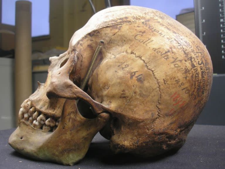 El cráneo del cacique patagónico Liempichún Sakamata, en el Museo del Hombre, de París