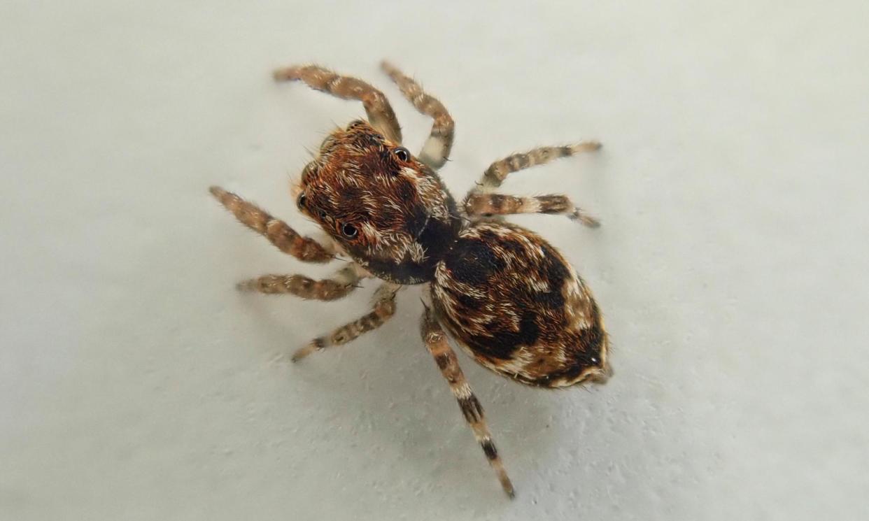 <span>The newly identified jumping spider found on the University of Exeter’s Penryn campus in Cornwall.</span><span>Photograph: Tylan Berry</span>