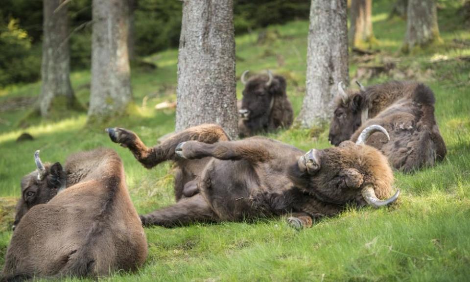 A herd of European bison relax in the Rothaargebirge mountain range near Bad Berleburg, Germany, May 2014.