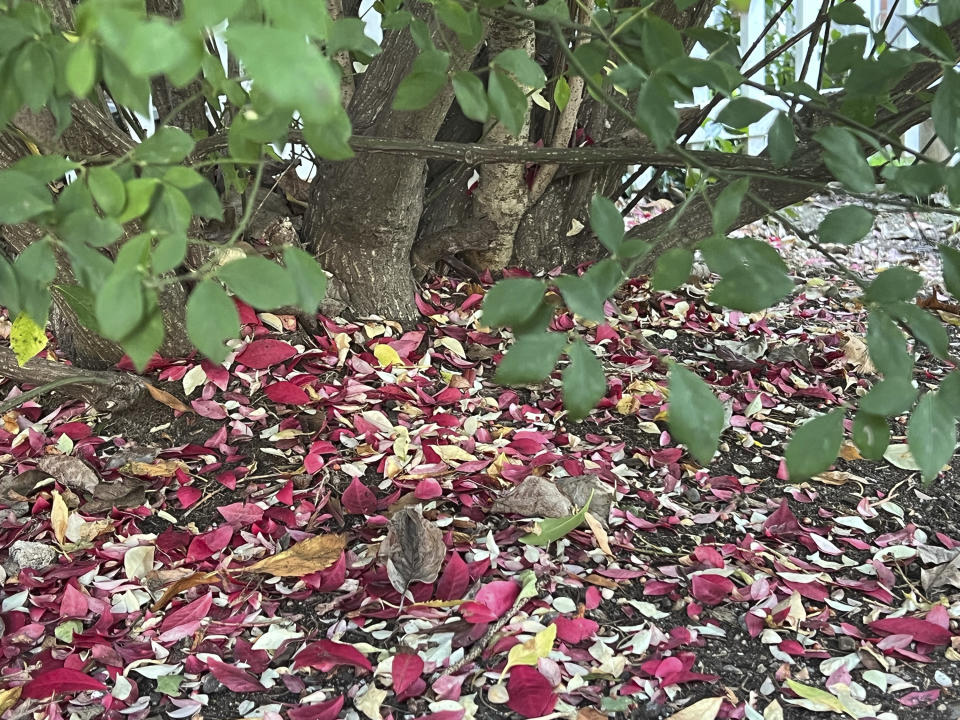 This Nov. 3, 2023, image provided by Jessica Damiano shows fallen leaves on Long Island, New York. Done properly, allowing leaves to remain on the soil is one of the best ways to turn yard waste into free fertilizer while keeping it out of the landfill. (Jessica Damiano via AP)