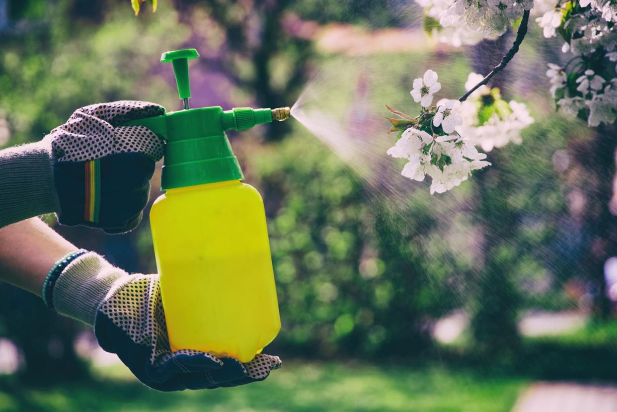  Gardener Spraying Fungicide. 