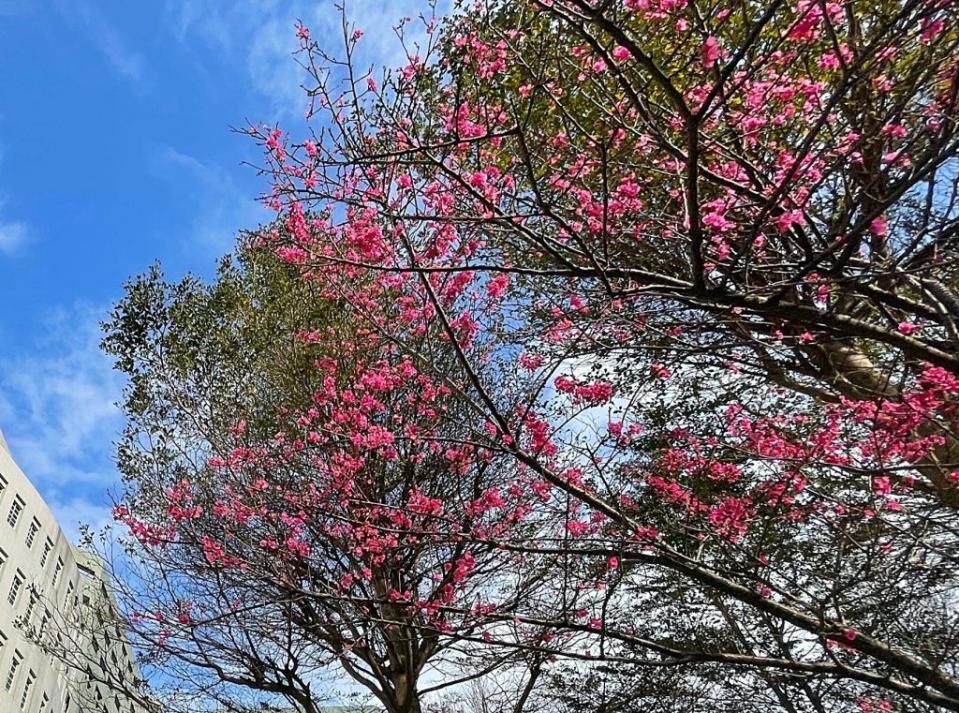 春風又綠江南岸，櫻花怒放卻添寂寞，桃園療養院淺談季節性情感障礙。（桃園療養院提供）