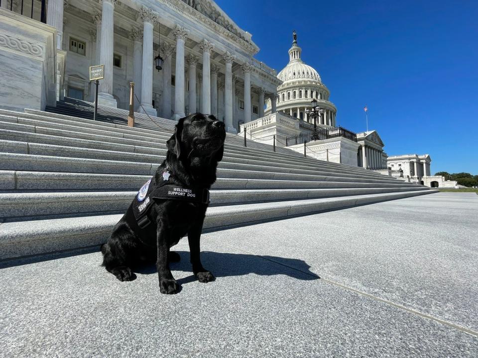 Lila Capitol Police support dog