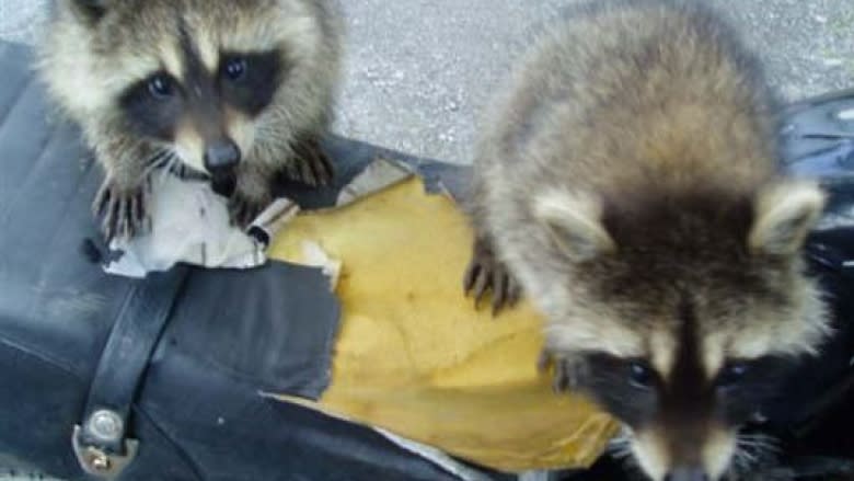Raccoons to be counted: Province kicks off first-ever population study
