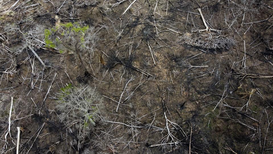 Árboles en una zona de deforestación reciente identificada por agentes del Instituto Chico Mendes, el jueves 8 de diciembre de 2022, en la Reserva de Extracción Chico Mendes, estado de Acre, Brasil. (AP Foto/Eraldo Peres)