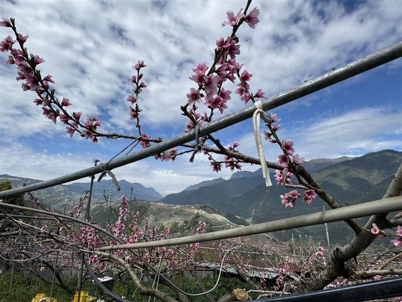 果農推測是三月份下大雨，打落花苞，加上花蓮大地震，把樹根震斷，導致水蜜桃生長異常。(圖／翻攝畫面)