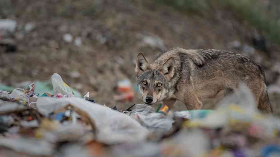 Lone Wolf: “Now this is the law of the jungle, as old and as true as the sky/And the wolf that shall keep it may prosper, but the wolf that shall break it must die… The jackal may follow the tiger, but, cub, when thy whiskers are grown/Remember the wolf is a hunter – go forth and get food of thine own,” recites the wolf pack in Rudyard Kipling’s classic ‘The Jungle Book’. But in a grassland in Ahmednagar, Maharashtra, the law of the jungle lies shattered. This handsome male wolf was photographed as it nosed through the garbage at a dumping ground, tearing open plastic bags and gingerly stepping over the rotting, leaking refuse. 