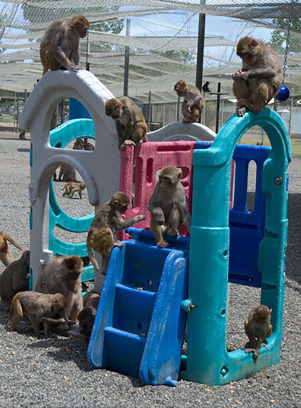 In this undated photo provided by the California National Primate Research Center, rhesus monkeys are seen in their outdoor enclosure at the California National Primate Research Center in Davis, Calif. A group of the animals exposed to wildfire smoke as infants have developed lungs that are about 20 percent smaller than other rhesus monkeys. (California National Primate Research Center/University California Davis via AP)