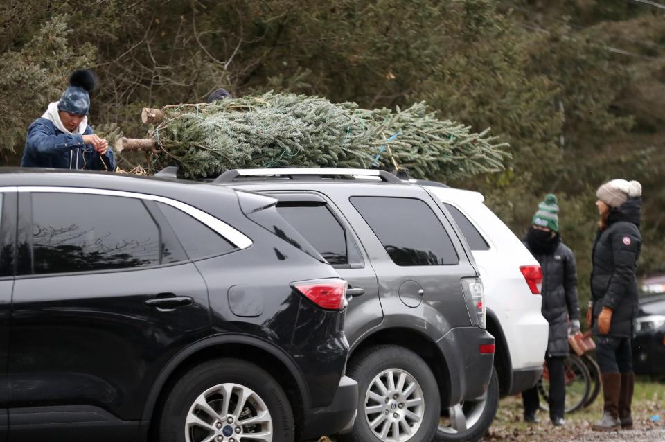 After cutting their trees customers tie them to their vehicles for the ride home from Candy Cane Christmas Tree Farm on November 26, 2021, in Oxford.