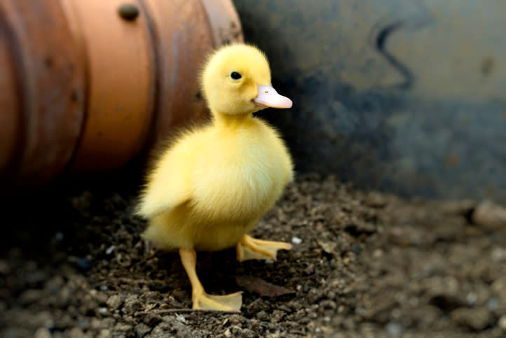 Un pequeño pato es la nueva sensación en un comercial de Disney. Foto: Francesco Cantone / EyeEm / Getty Images