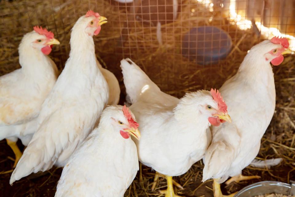 Poultry broiler farm and a group of white chickens in the cage parent stock housing farm.