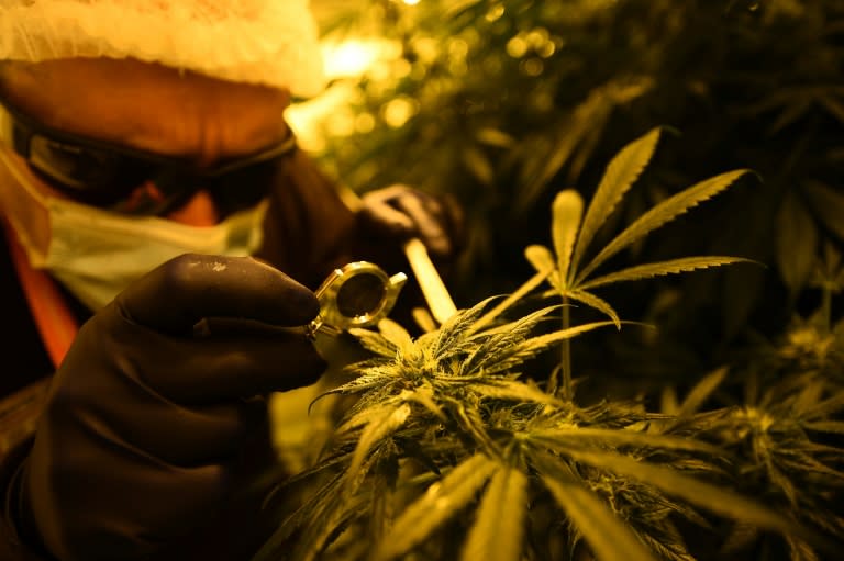 Argentina is set to join Uruguay, Colombia, Chile and Mexico in legalizing medical marijuana