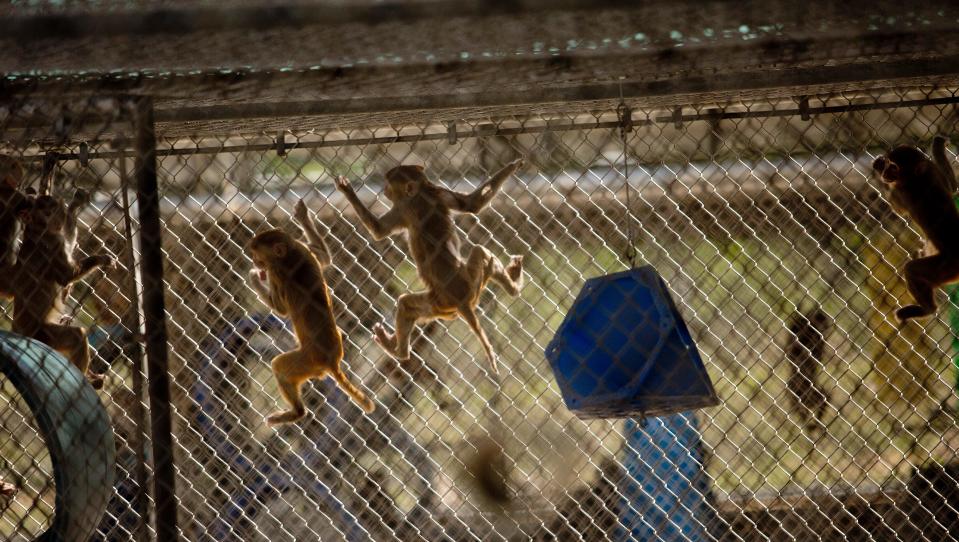 In this April 9, 2015 photo, rhesus monkeys climb in their enclosure at Primate Products in Hendry County, Fla. Primate Products is one of three, with a fourth in the works, of monkey breeding farms in the area, and the possibility that the small, rural county will become the country's biggest supplier of research primates has some neighbors and many animal rights activists howling.