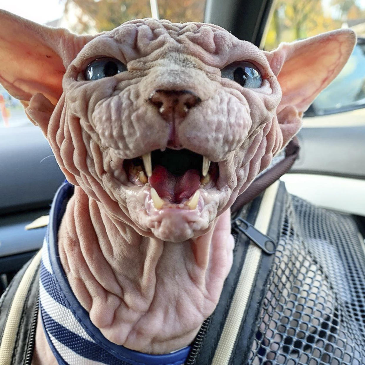 A sphynx cat covered in wrinkles has stolen the hearts of many on the internet thanks to his unique appearance. (Photo: Caters News Agency)